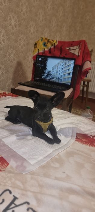 Той терєр Чихуа хуа міні