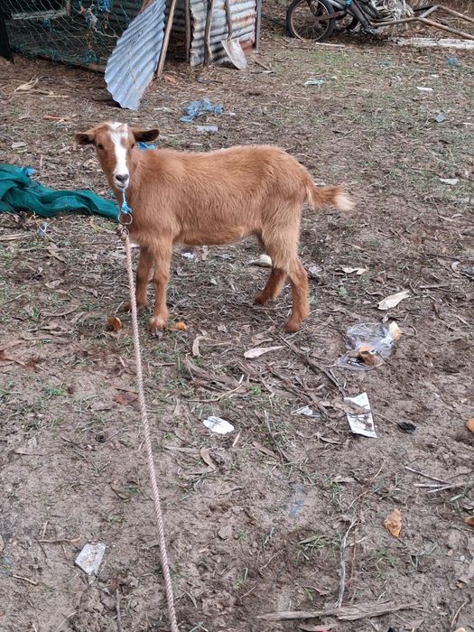 Cabras raça grande novas