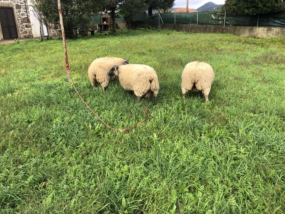 Vendo casal de ovinos  Blue de maine .