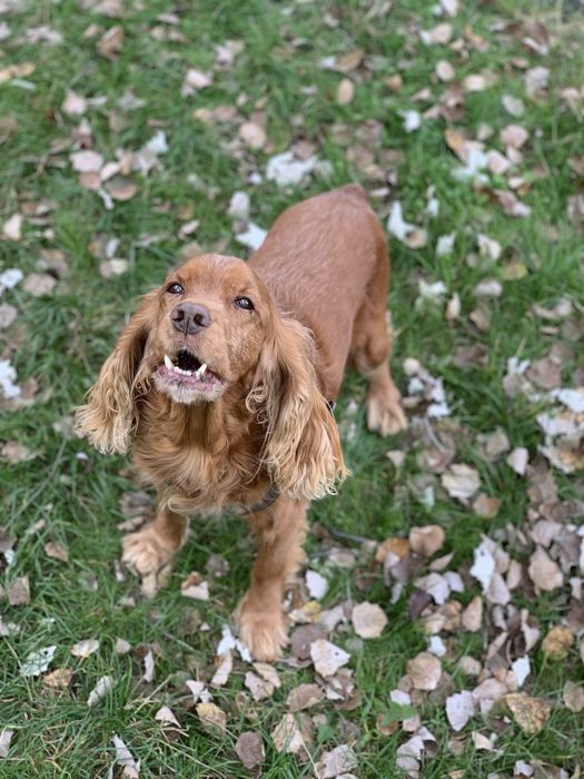 Передержка животных