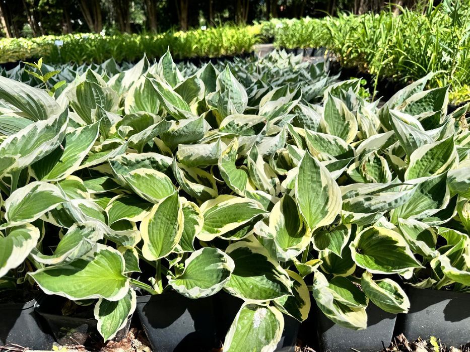 Funkia Hosta 'Minuteman' W DONICZCE, BIAŁO ZIELONE LIŚCIE Dekoracyjna