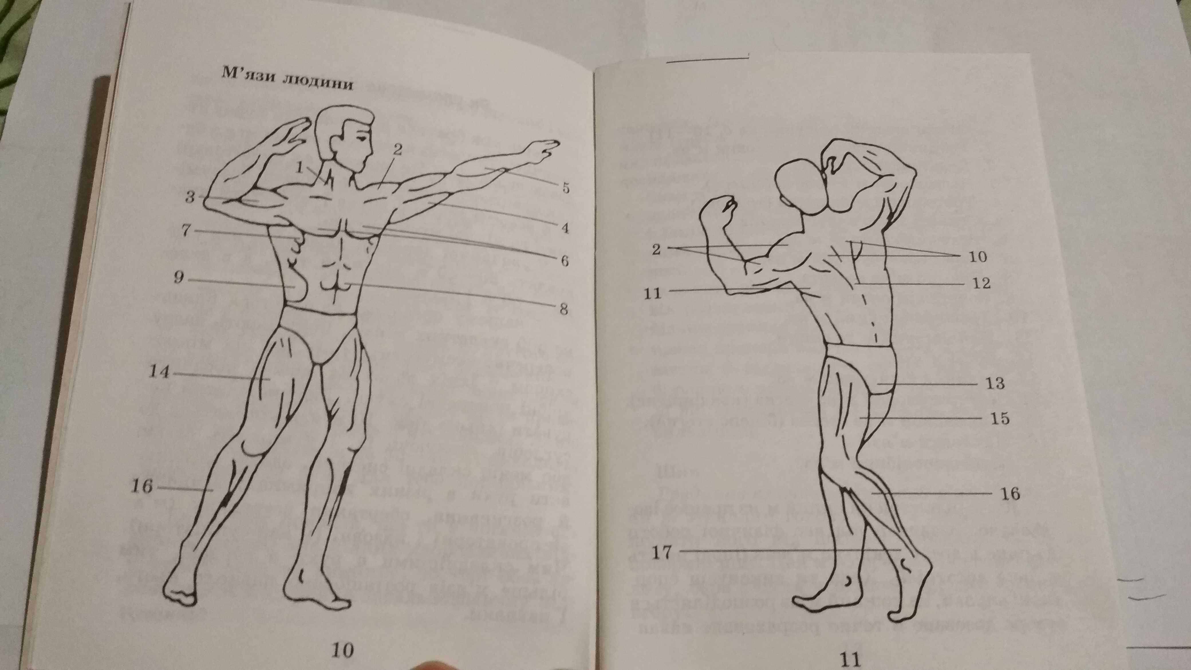 Книга журнал ОСНОВИ БОДИБИЛДИНГУ Веста Харьков 2005г