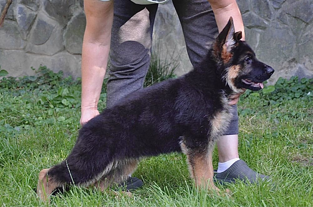 Цуценята німчики