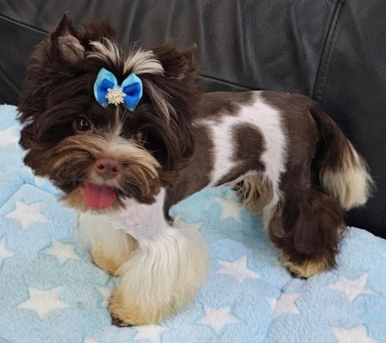 Piękny, wesoły, kochany czekoladowo-biały piesek York