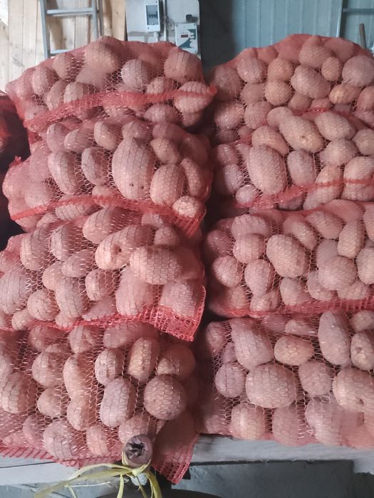 Ziemniaki jadalne Michalina dowóz oko