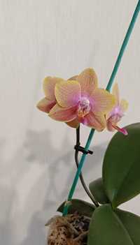 Сортова ароматна орхидея