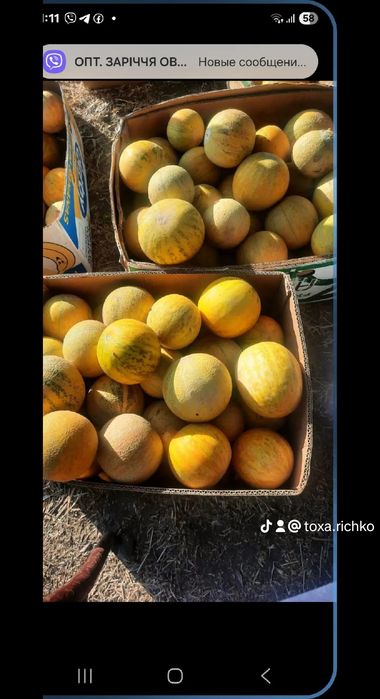 Насіння дині, семена дыни Днесровская ранняя,