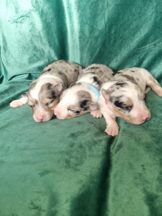 * * * sunia * * *  Border Collie