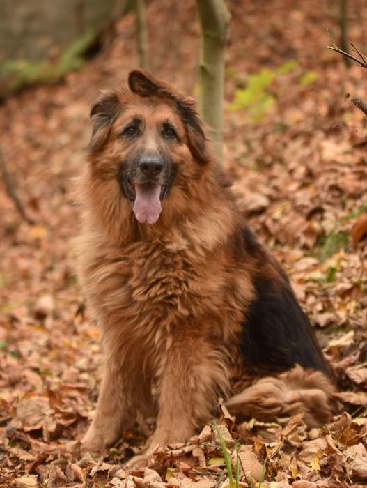 Duży owczarek niemiecki Hades do adopcji