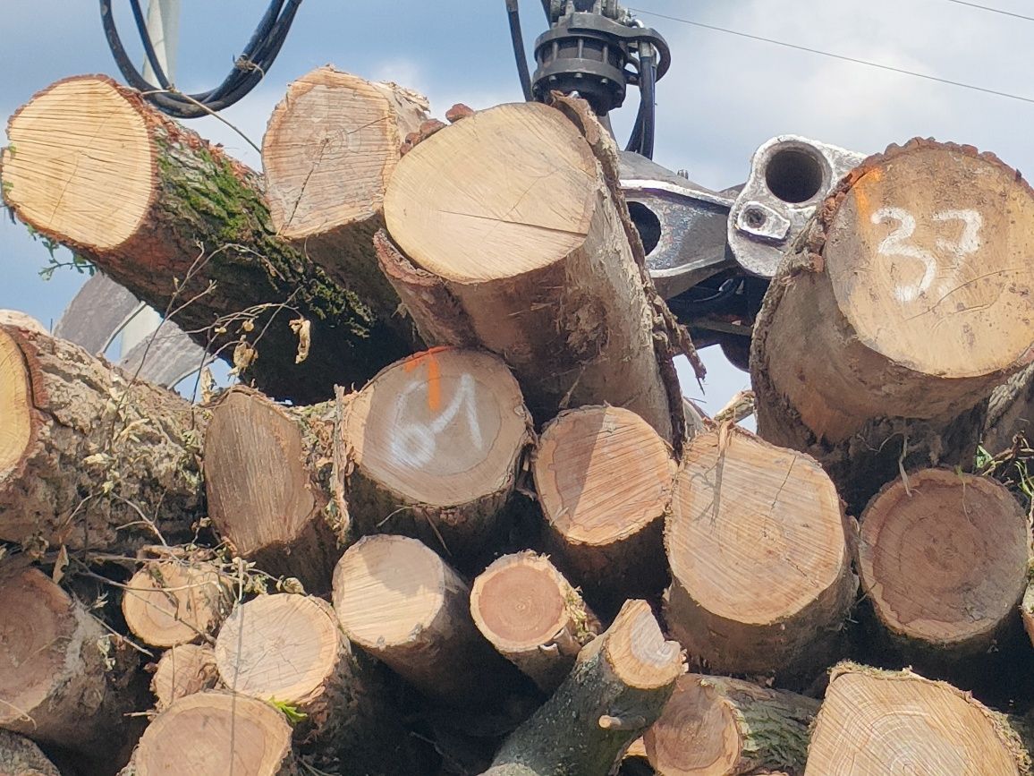 RADOMSKO Drewno kominkowe drzewo
