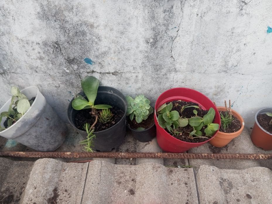 Morangueiros 10 pés soculentas terra Sardinheiras louleiros