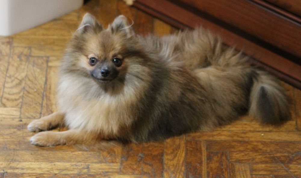 Bardzo malutka XS suczka pomeranian/szpic miniaturowy