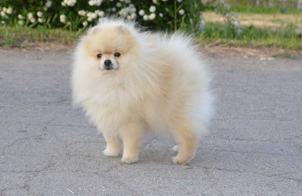 Мальчик очень ласковый шпиц.