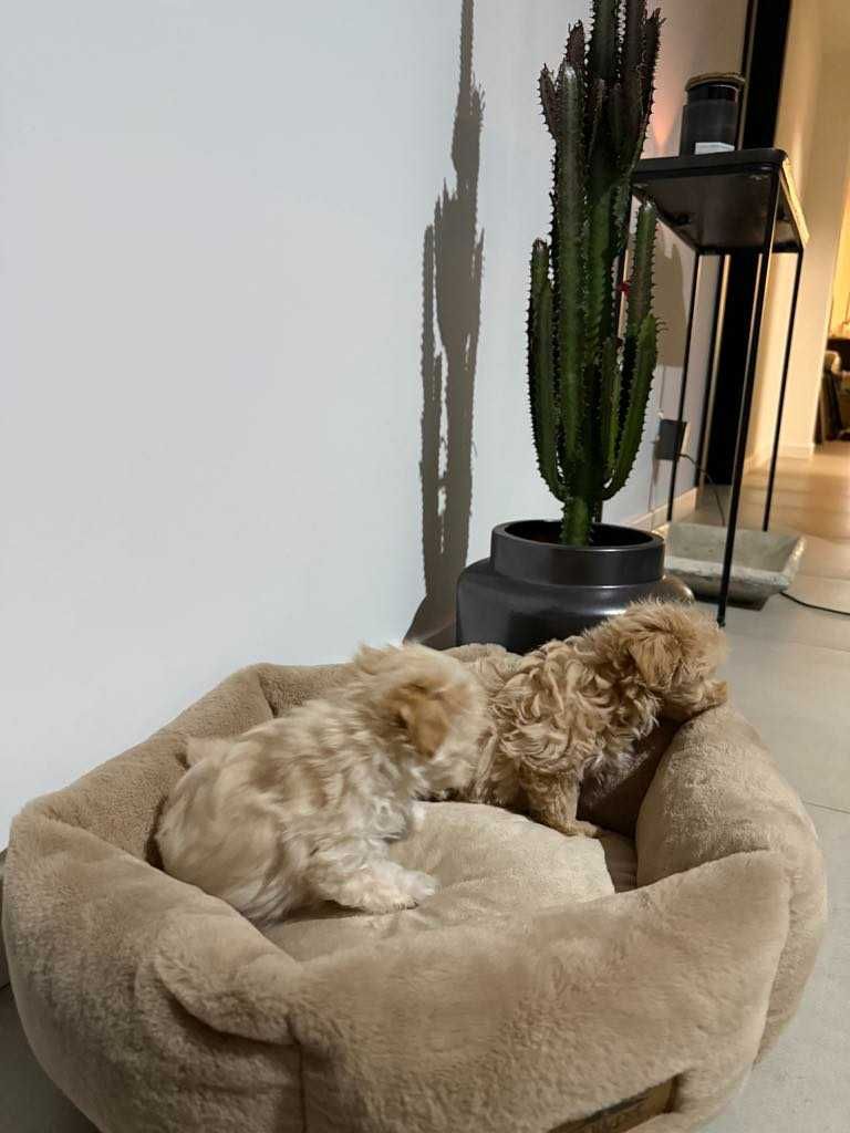 Maltipoo malutka sunia xxs karmelowa