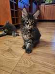 Kocurek Maine Coon FPL
