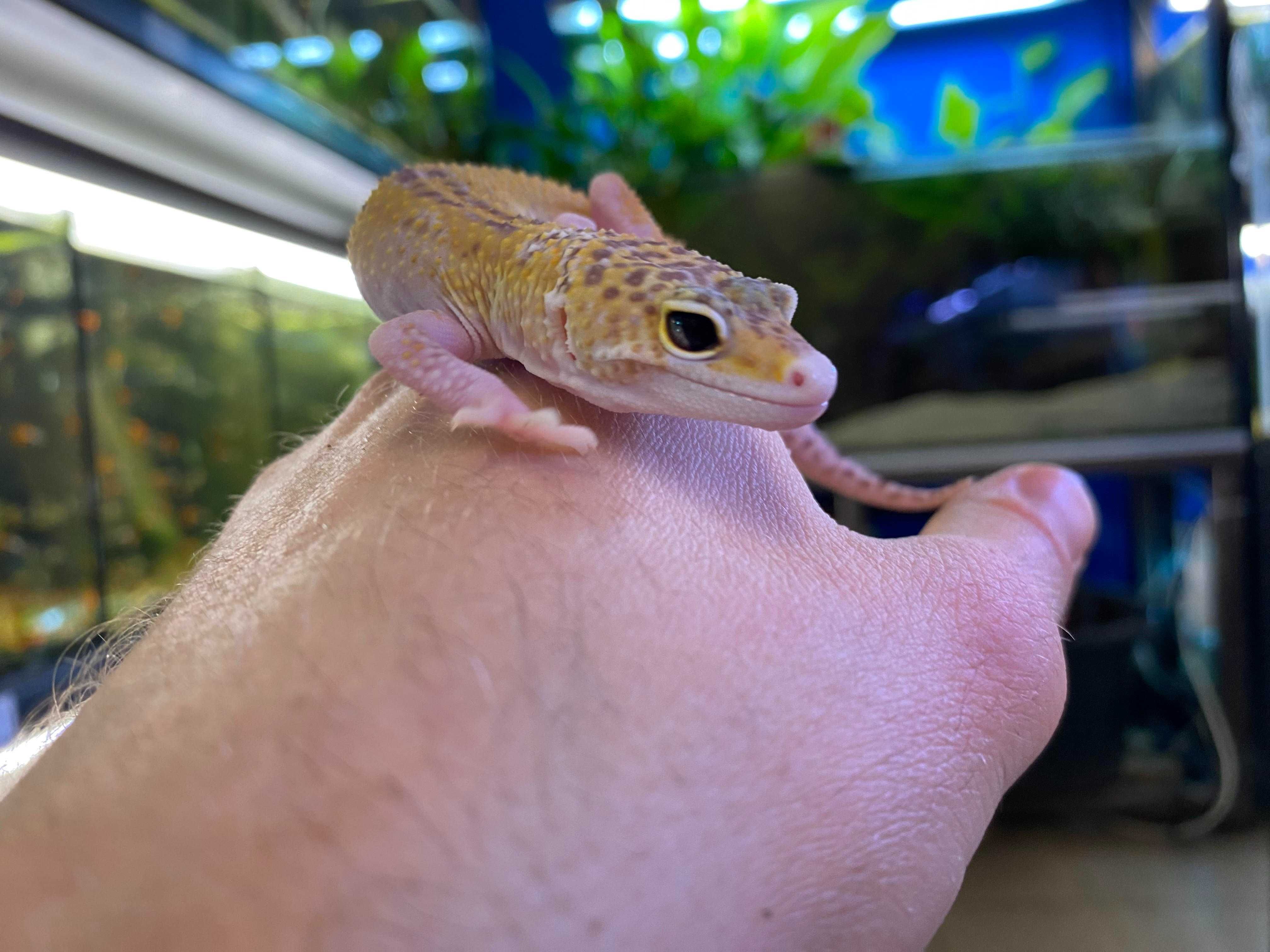 Gekon lamparci Eublepharis macularius