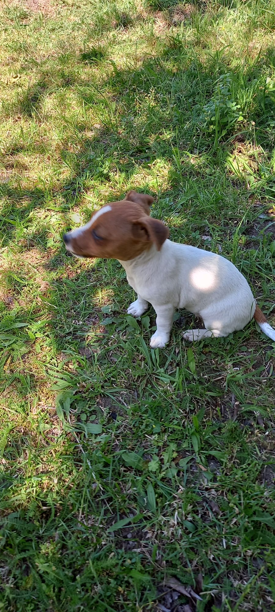 Jack Russell Terrier (SUCZKA)