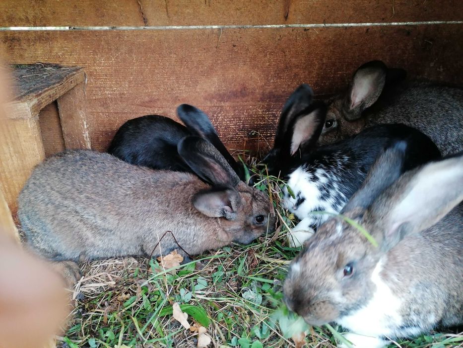 Sprzedam króliki