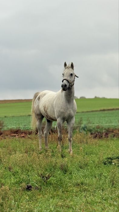 Koń arabski 5 lat