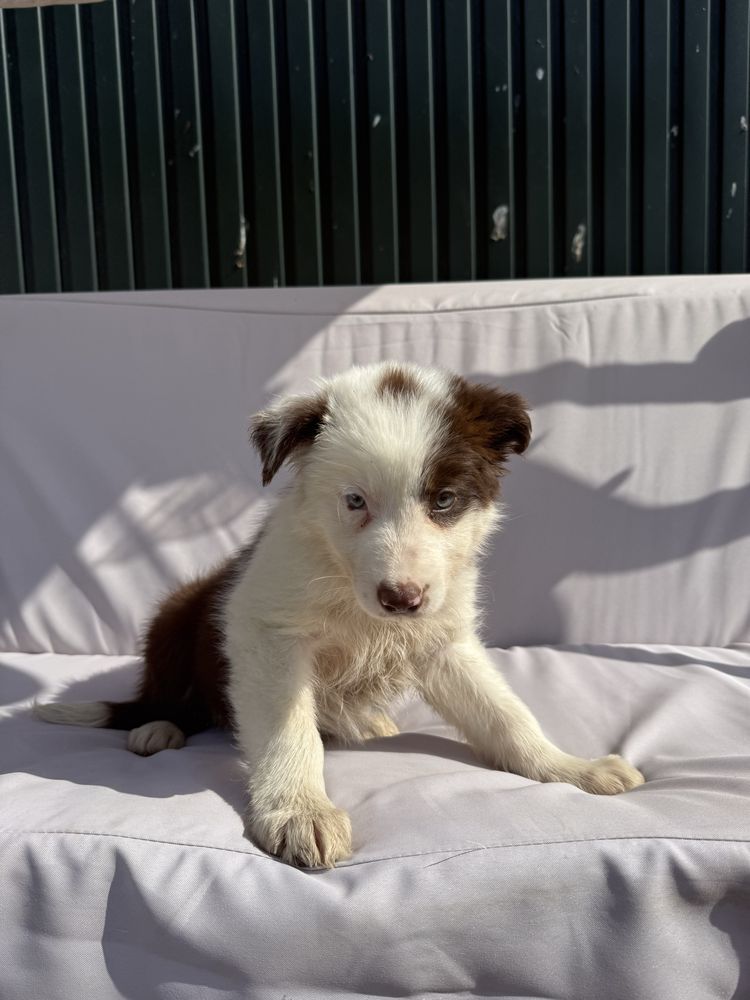 Border collie Castanho