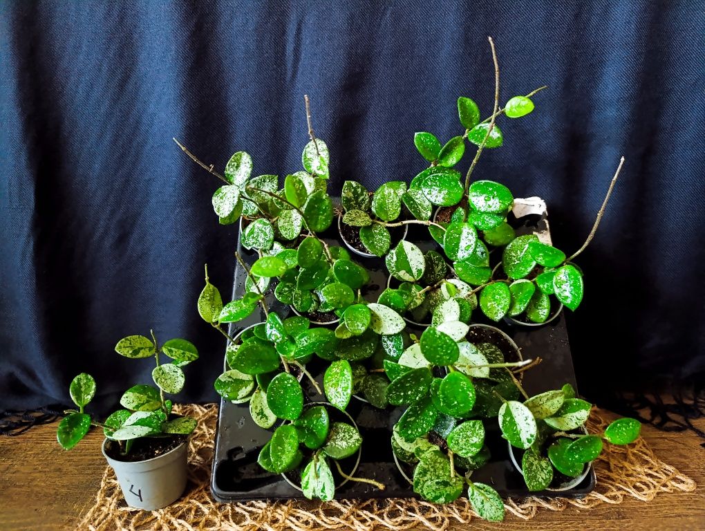 Hoya Mathilde Splash