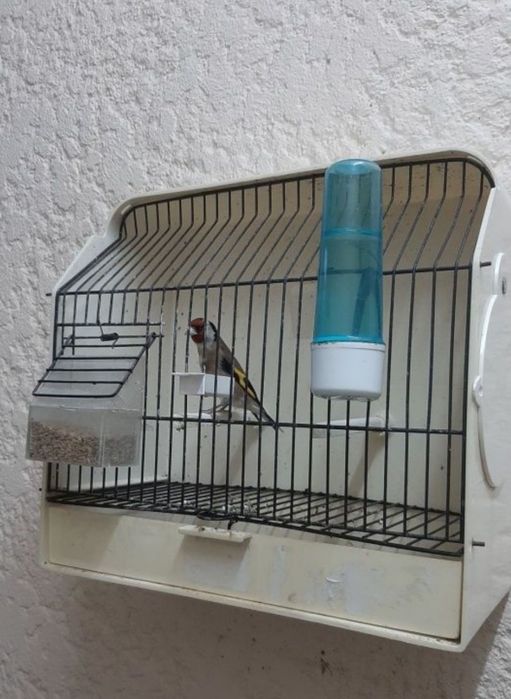 Galador reprodutor com 2 anos e meio