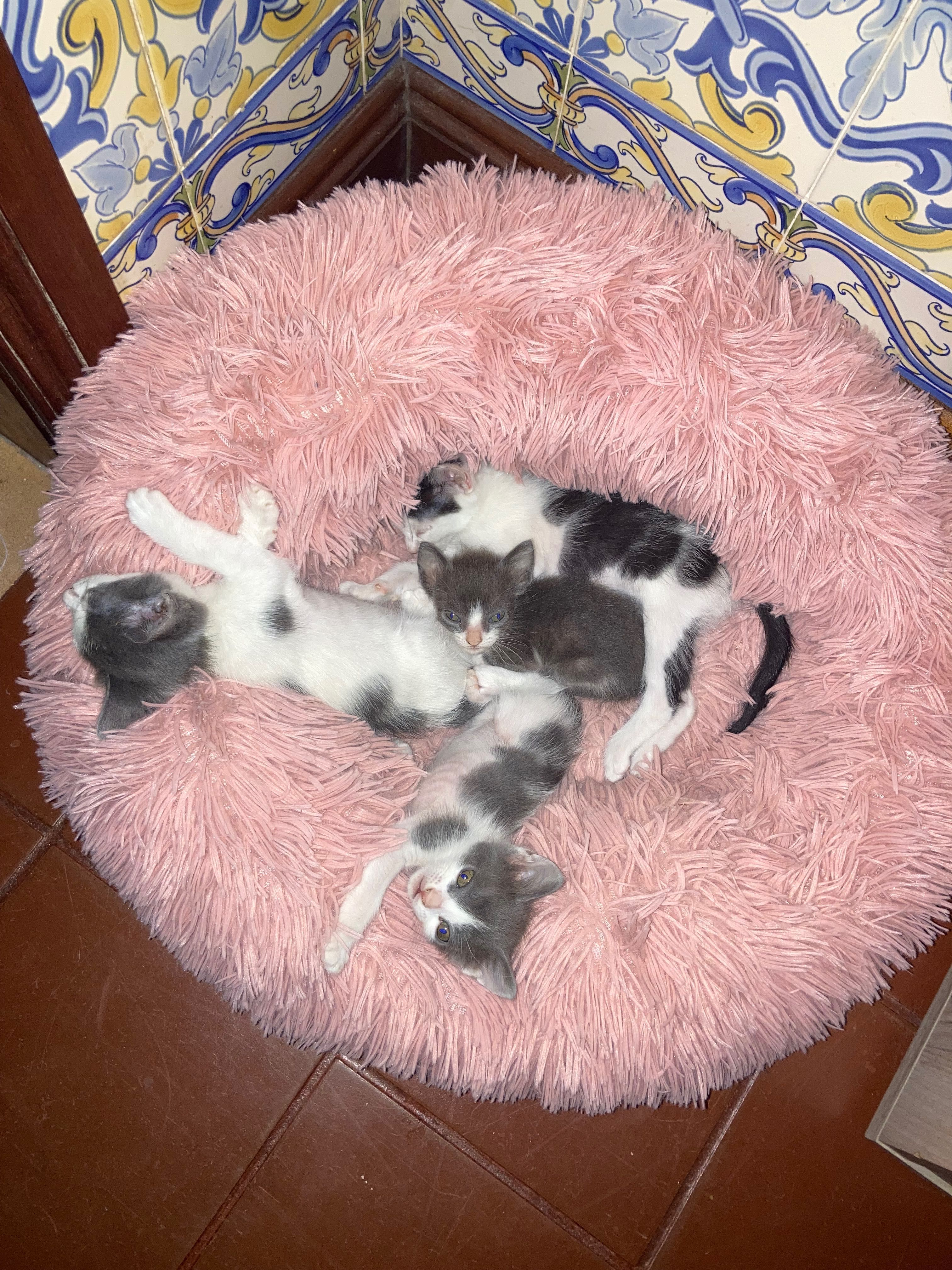 Gatinhos para dar