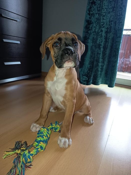 Bokser piesek szczeniak