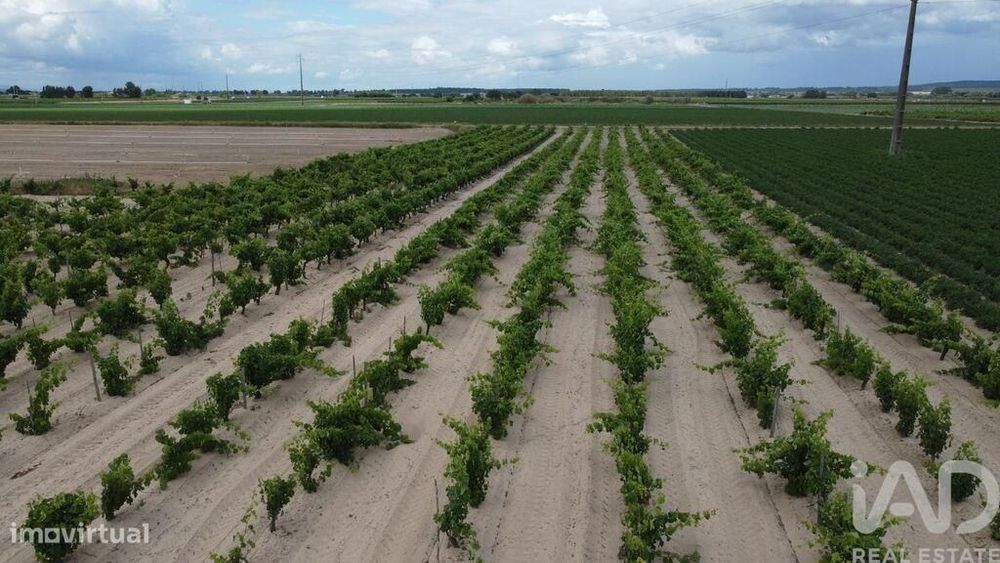 Terreno Agrícola em Benfica do Ribatejo