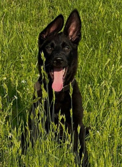 Цуценята німецької вівчарки