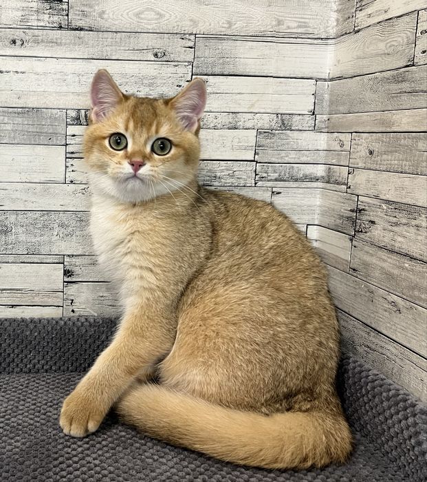 Шотландський котик