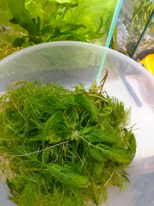 Rogatek (Ceratophyllum demersum)  sprzedam plus gratis tzw. paproć