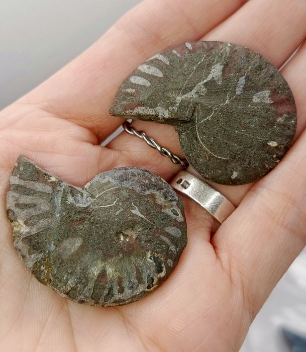 Amonit "parka" dwie sztuki