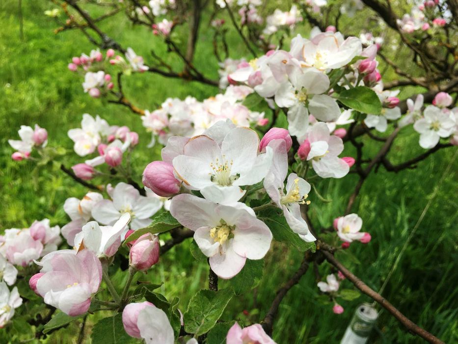 Продам цікаву земельну ділянку 17 соток біля Козова Тернопіль обл.