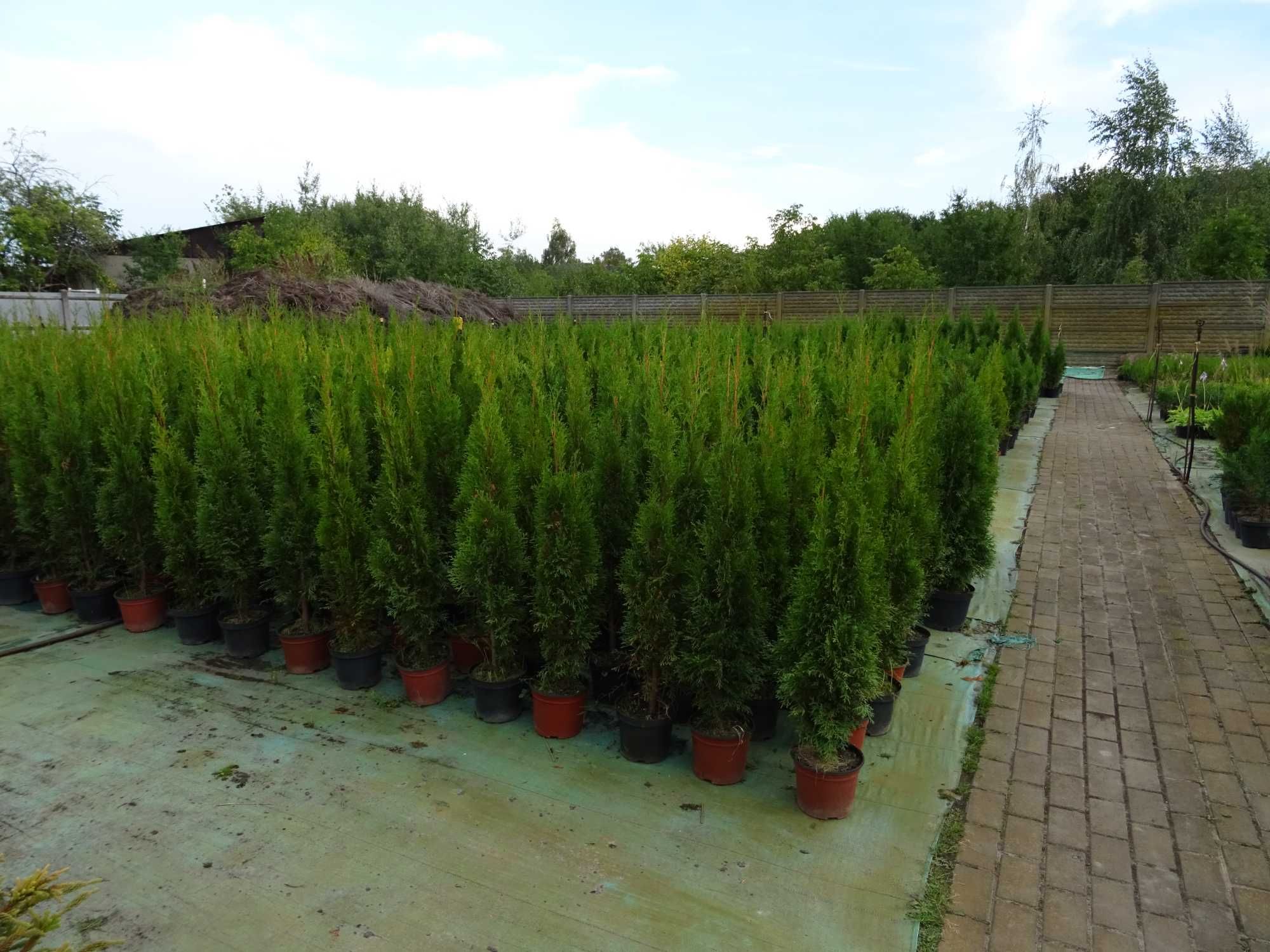 Tuja thuja szmaragd, smaragd w doniczce 80-90 cm