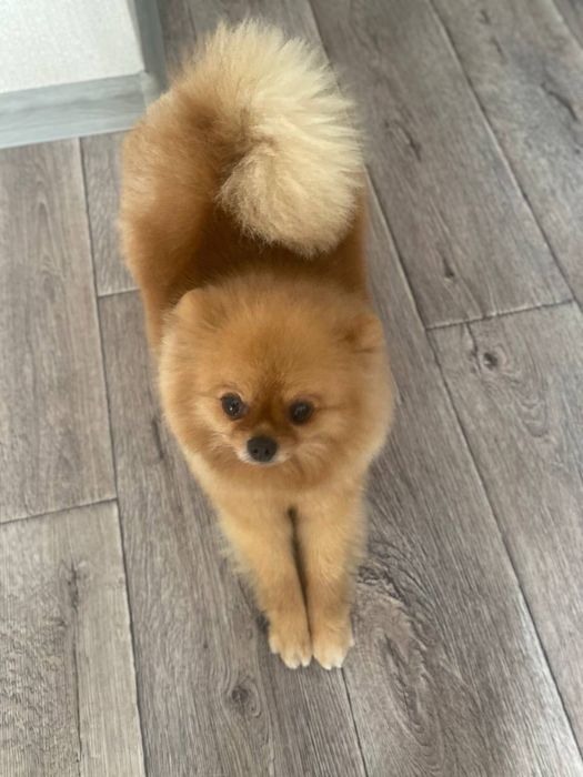 Щенки Шпиц померанский мини