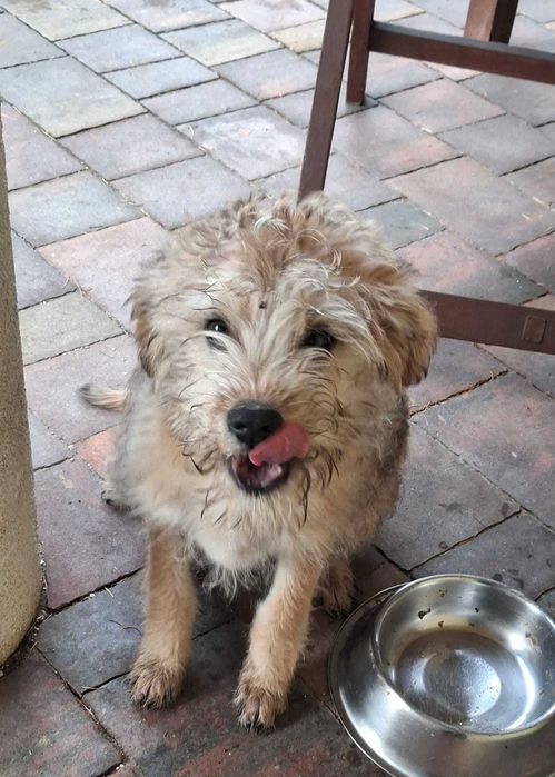 Benji _ Irish Terier za darmo