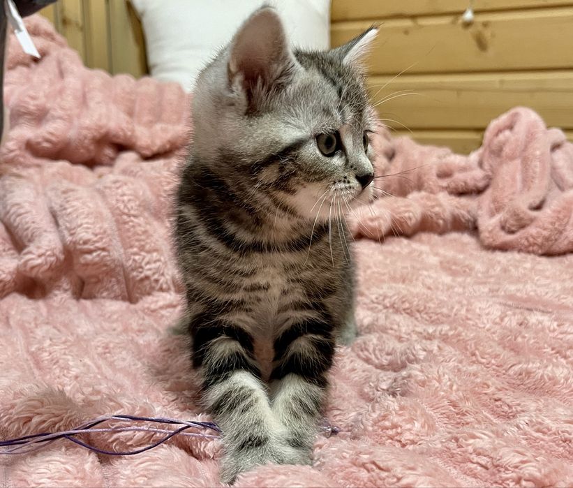 Маленьке кицинятко шукає друга