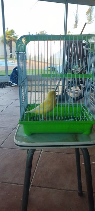 Canários amarelos para dispensar