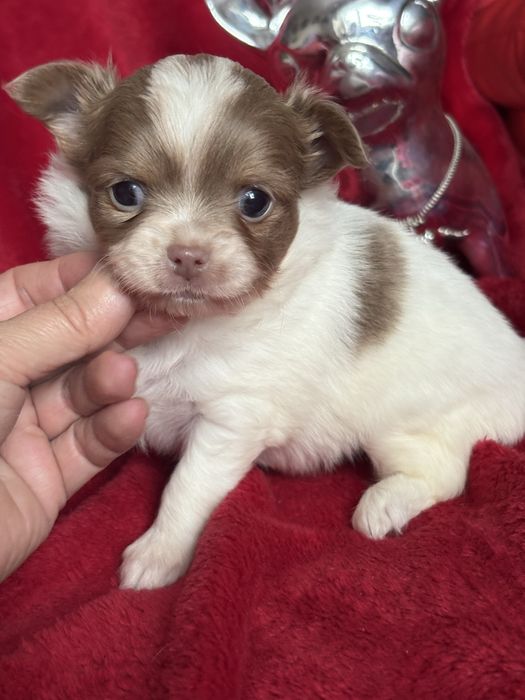 **Długowłosa sunia Clara**