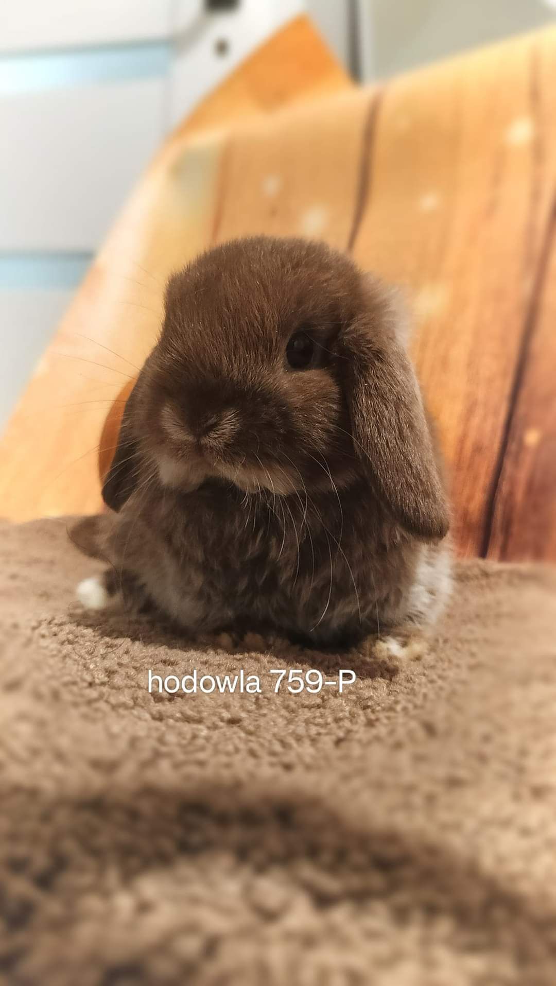 Mini lop króliki karzełek miniaturka baranek hodowla