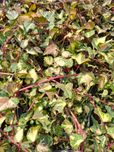 bluszcz pospolity 'Goldheart'  Hedera helix 'Goldheart'