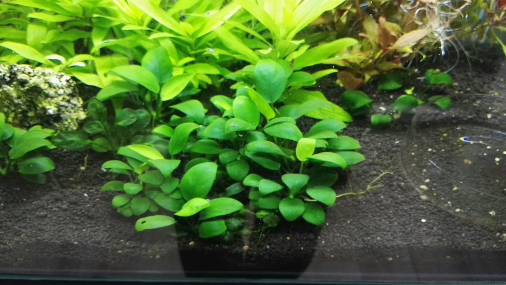 Pack de plantas para aquário - 2, 5, 9 ou 15 espécies