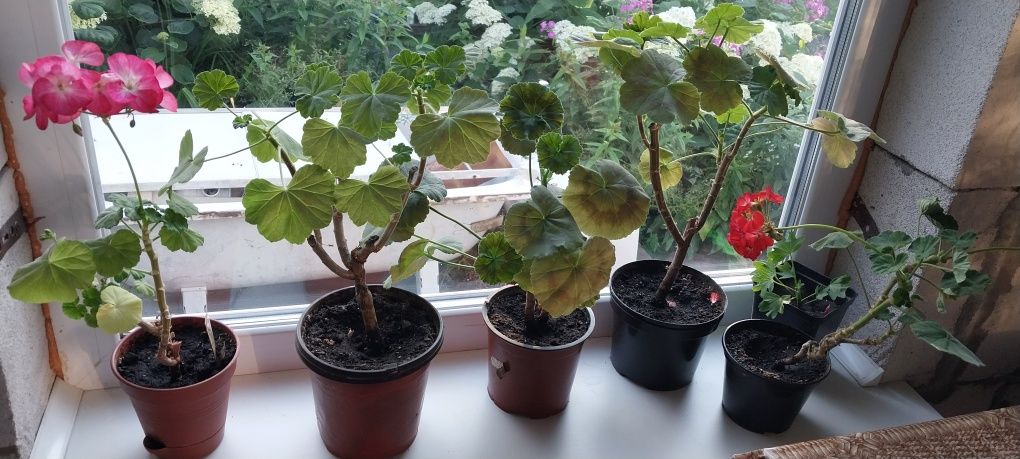 Продам герані різні.