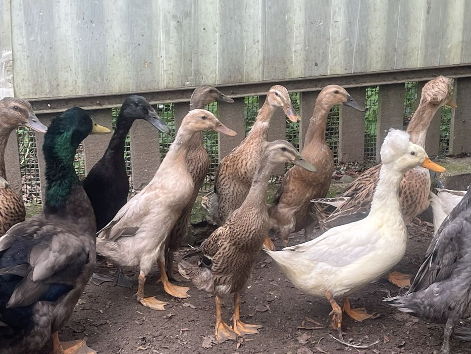 Kaczki biegusa indyjskiego