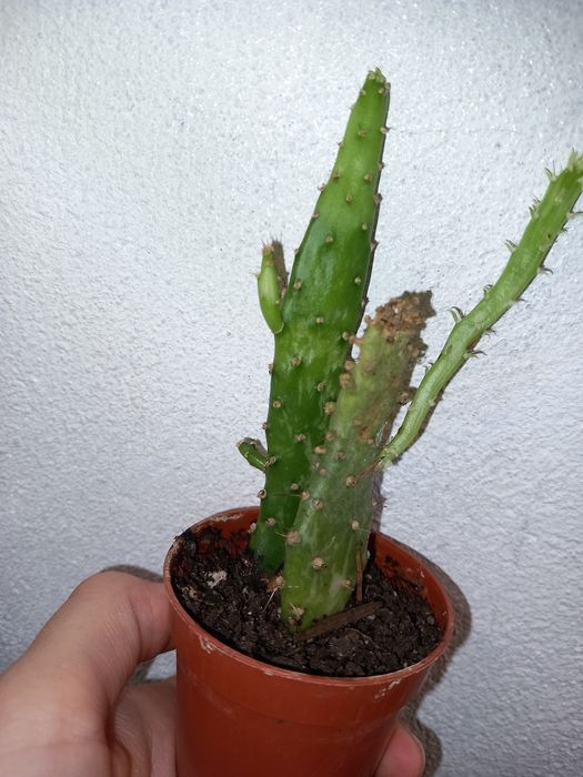 Vendo varias suculentas e cactos