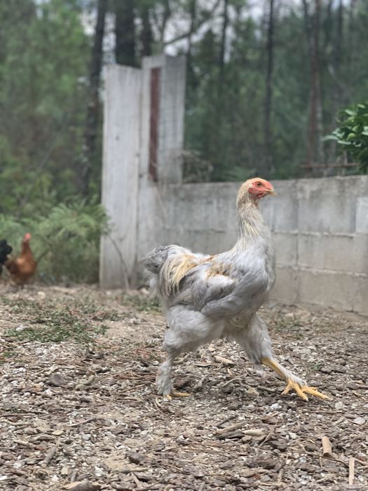 Ovos Brahma isabella