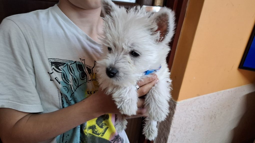 West highland white terrier