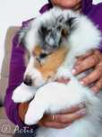 COLLIE Owczarek Szkocki szczeniak blue merle po Championie