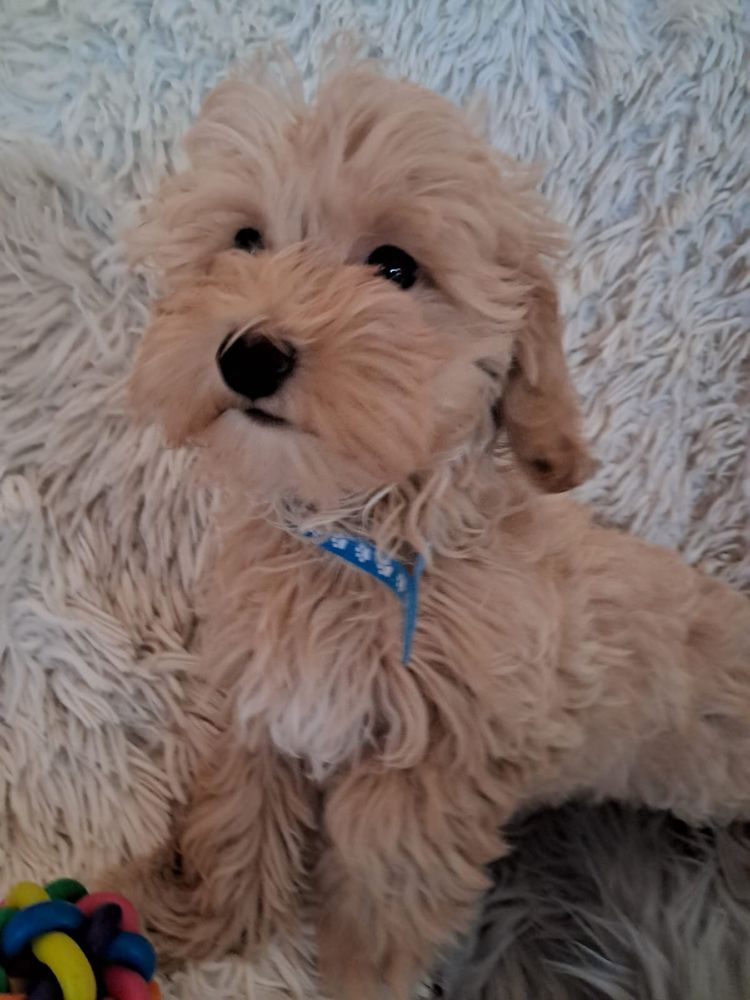 Maltipoo piesek mama maltańczyk tata pudel toy red